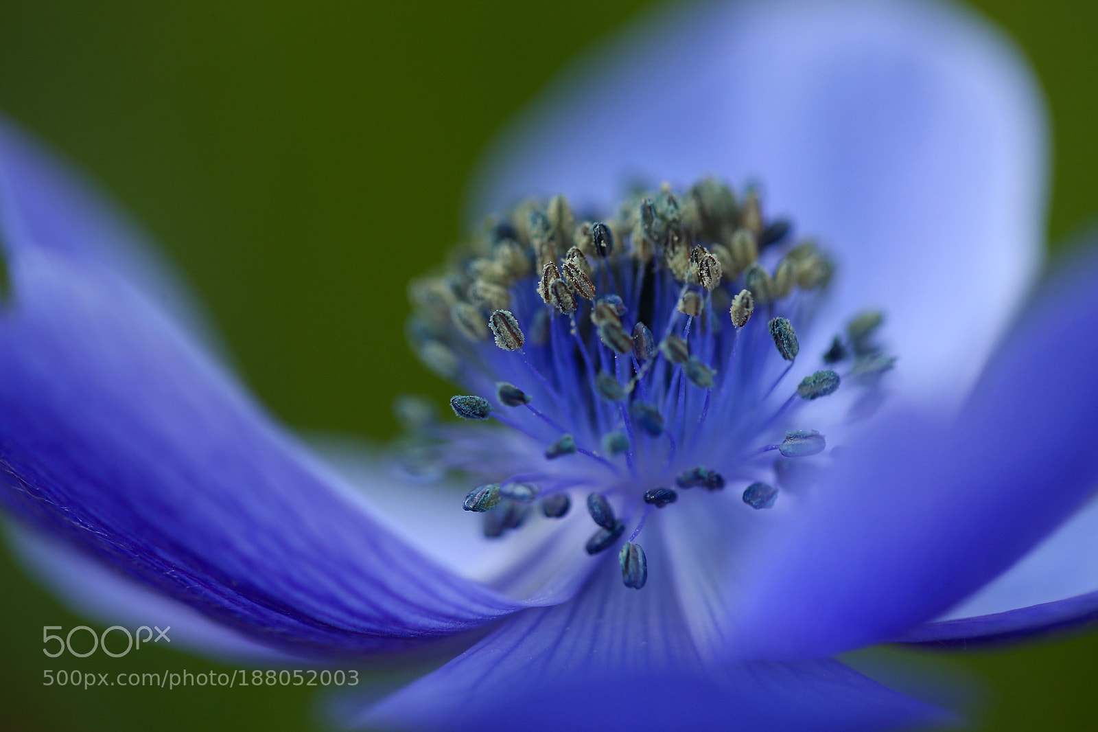 Canon EOS-1D X sample photo. Blue anemone photography