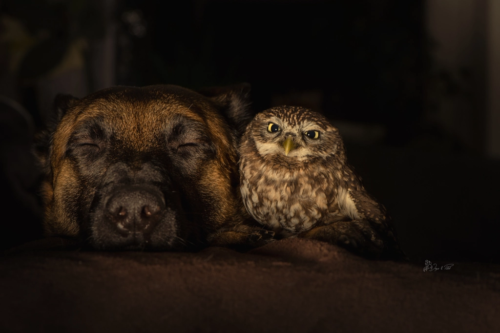 Dreams by Tanja Brandt on 500px.com