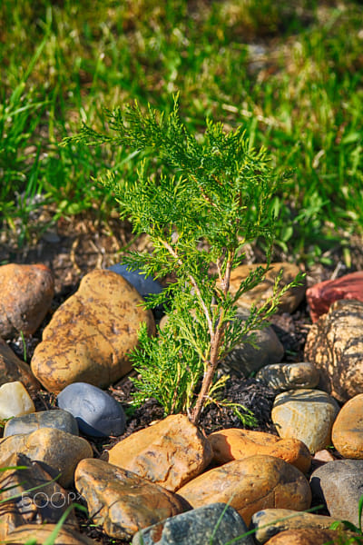 Juniper by Nick Patrin on 500px.com