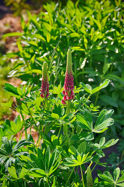 Lupine by Nick Patrin on 500px.com