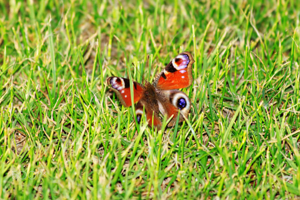 Aglais Io by Nick Patrin on 500px.com
