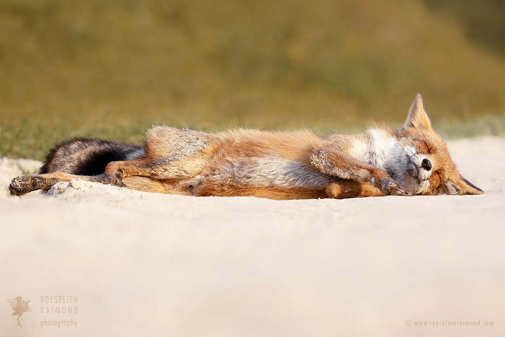 Chill Fox is Chillin' by Roeselien Raimond on 500px.com