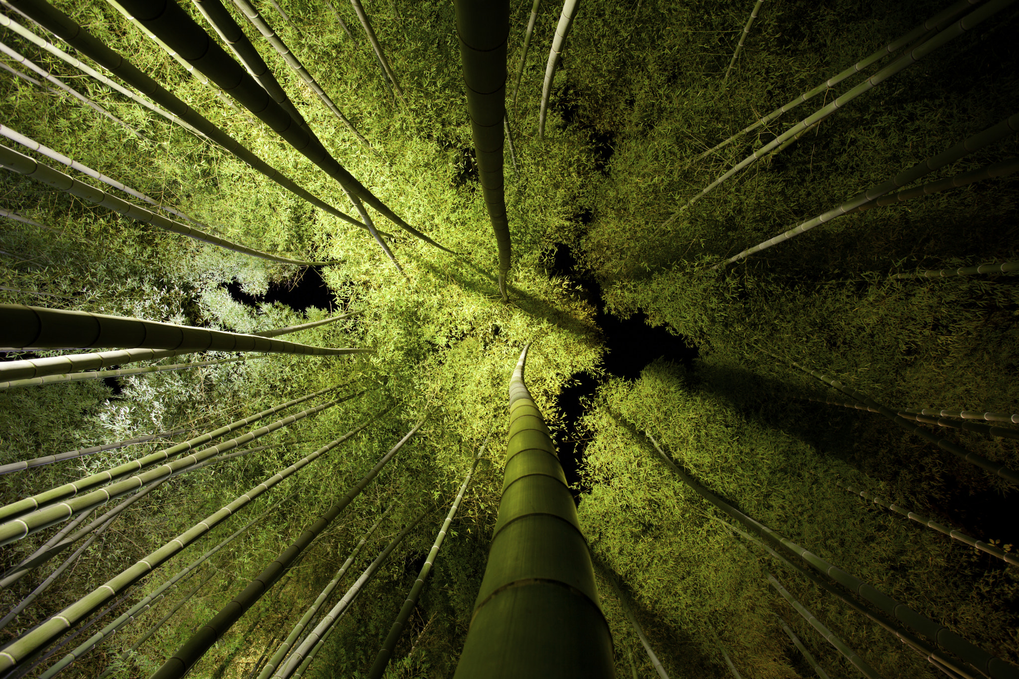 Night Time in the Bright Bamboo Grove by Sam Ryan Photo 18821351 / 500px