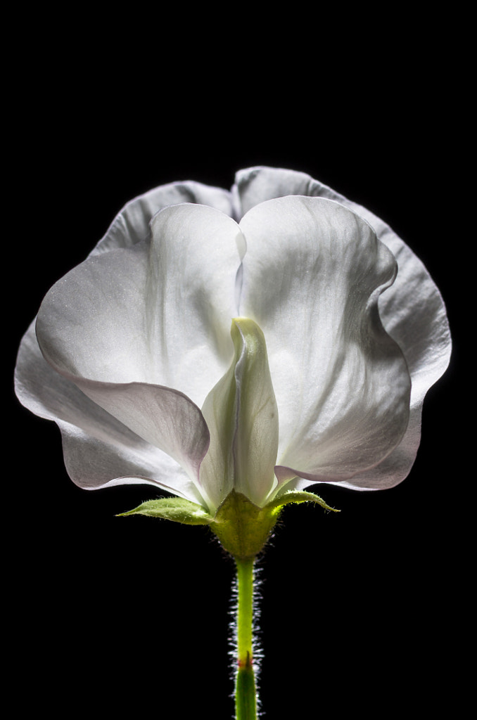 Lathyrus odoratus by Markus Kauppinen on 500px.com