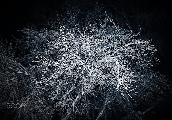 Tree In Hoarfrost by Nick Patrin on 500px.com