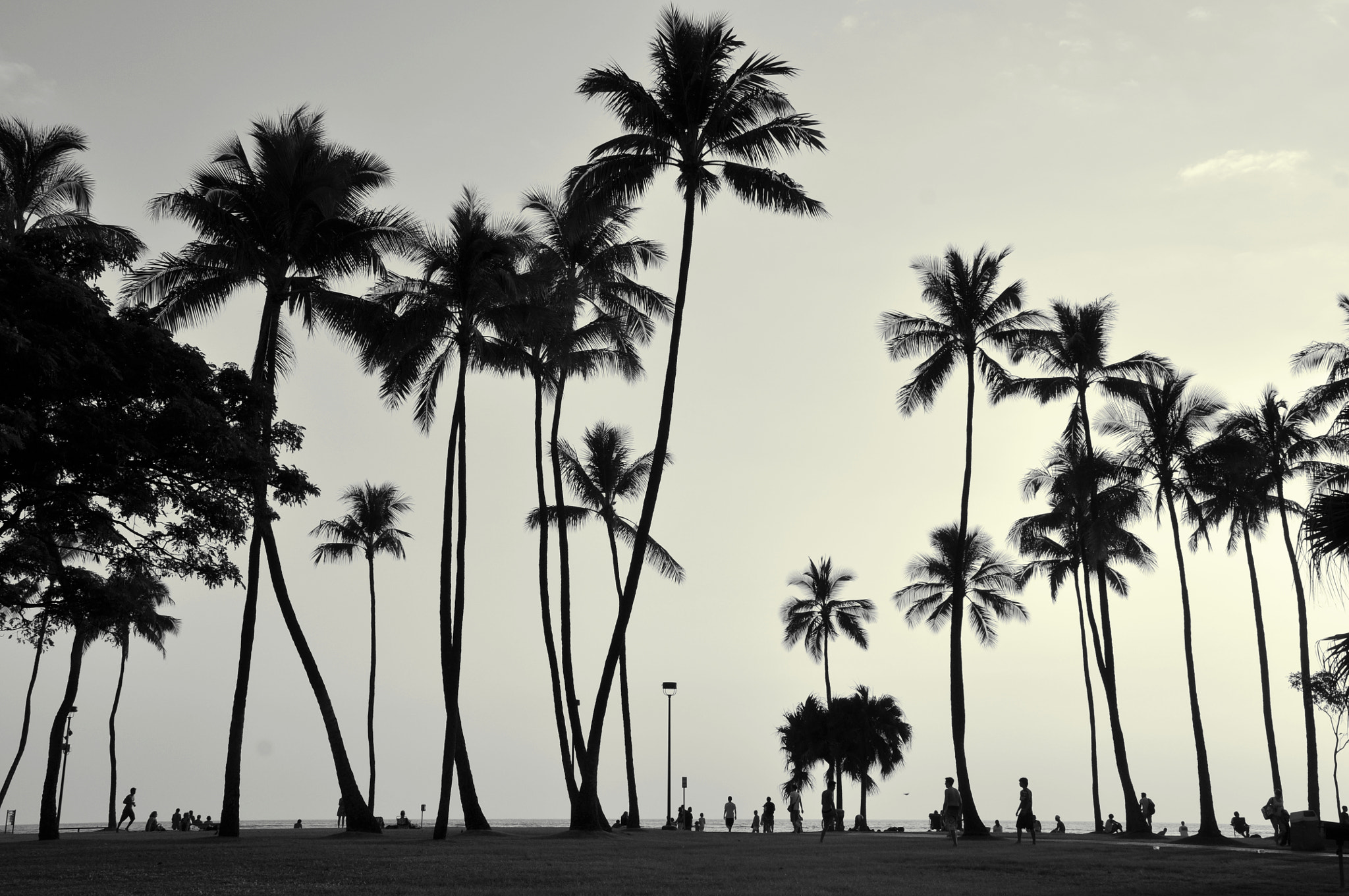 Palm Trees Black and White by Olga Osipova / 500px