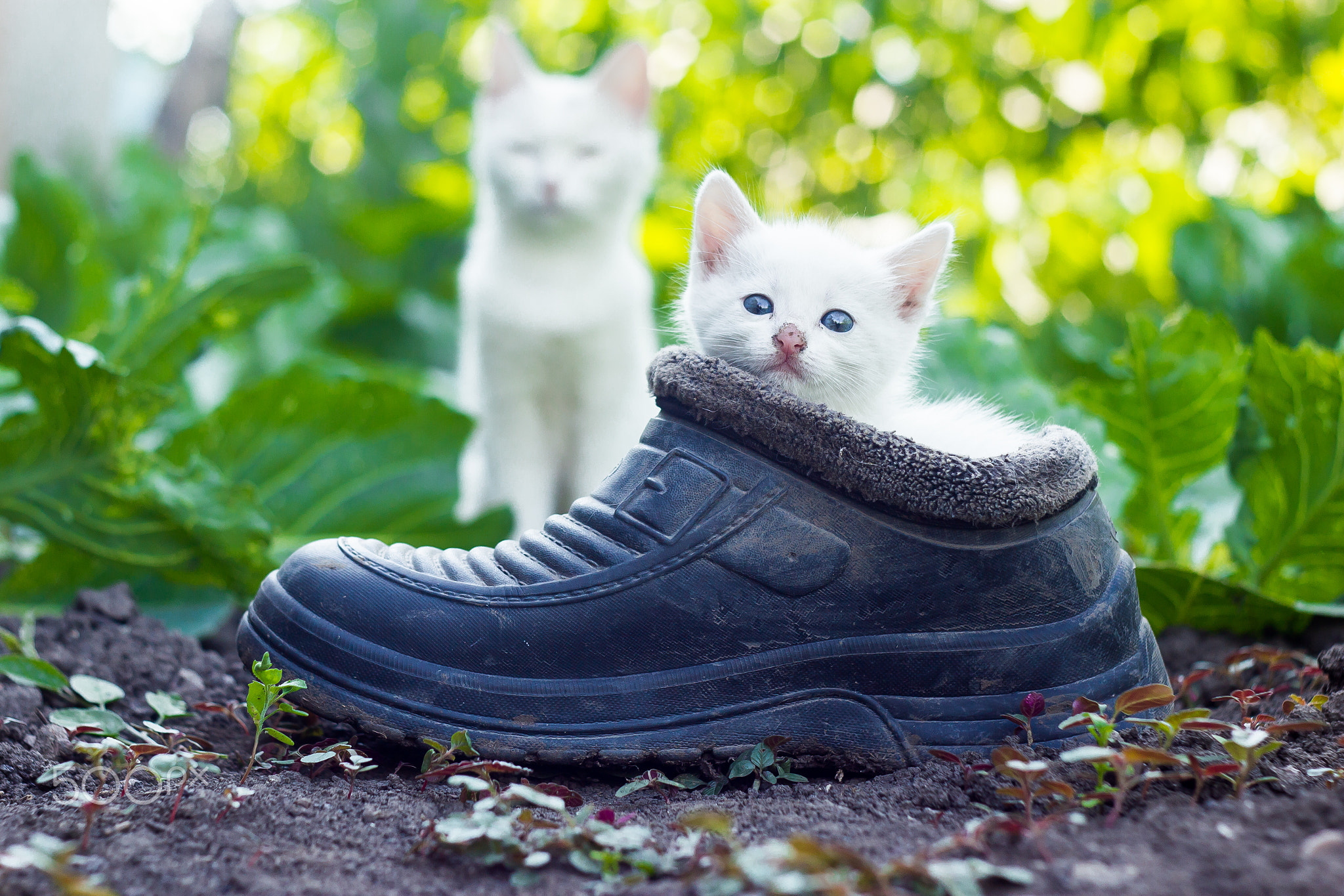 Kitten hiding in old shoe