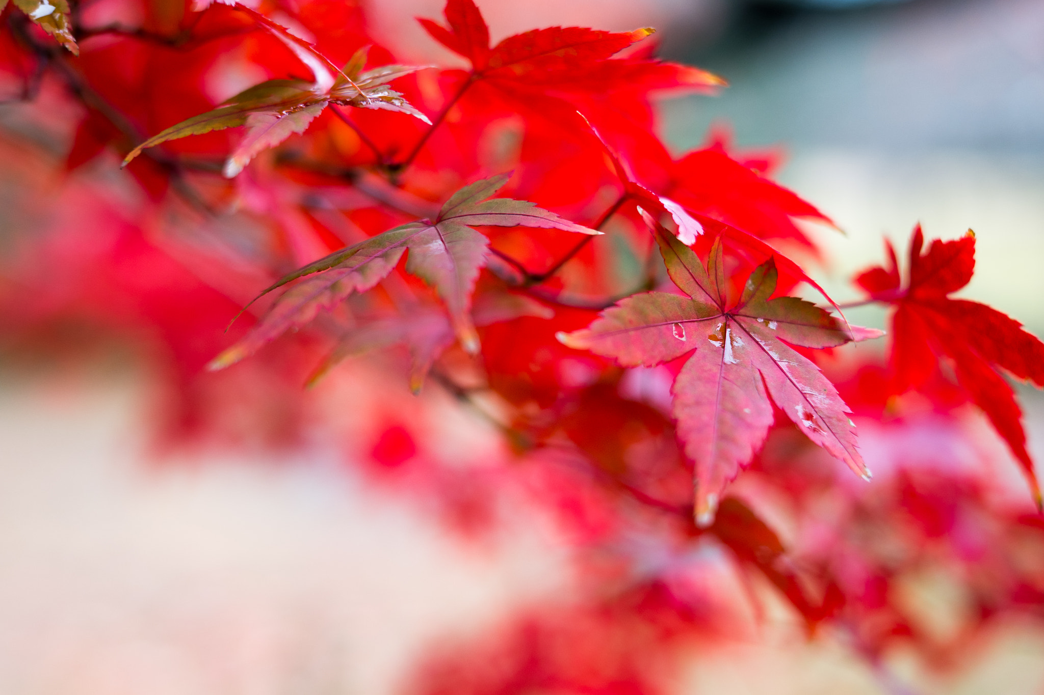 Raindrops on a red autumn Japanese maple leaf