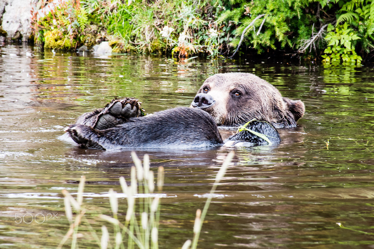 Nikon D500 sample photo. Grizzly bear photography