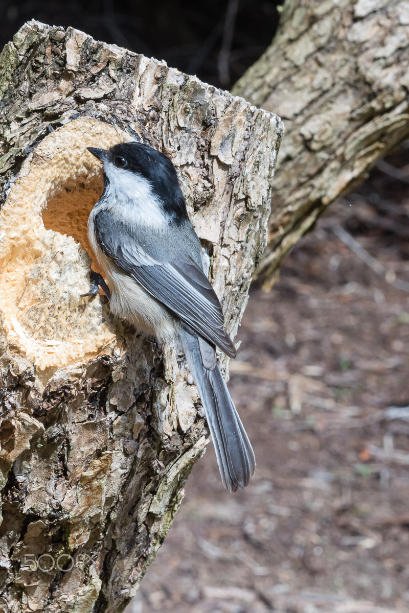 Nikon D7100 sample photo. Chickadee bird perching on a tree stump photography