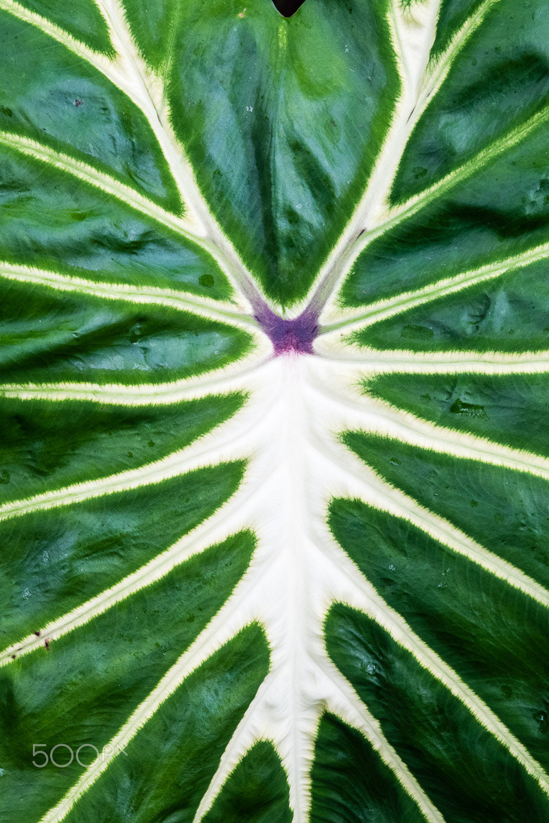 Nikon D500 sample photo. Veins in a large green leaf photography