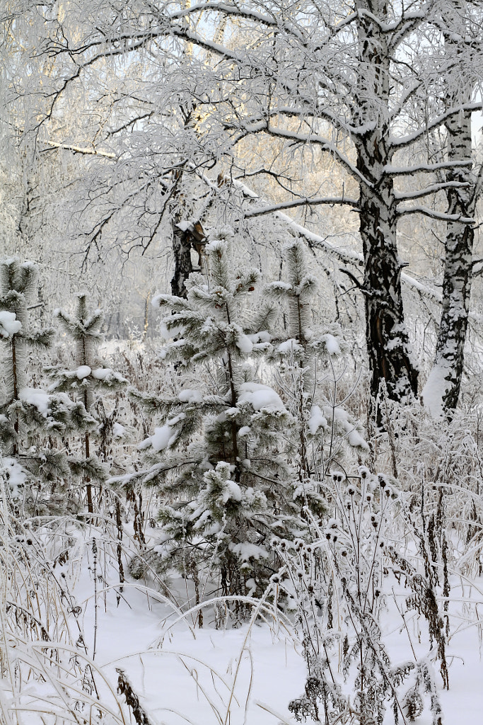 winter forest, автор — Nick Patrin на 500px.com