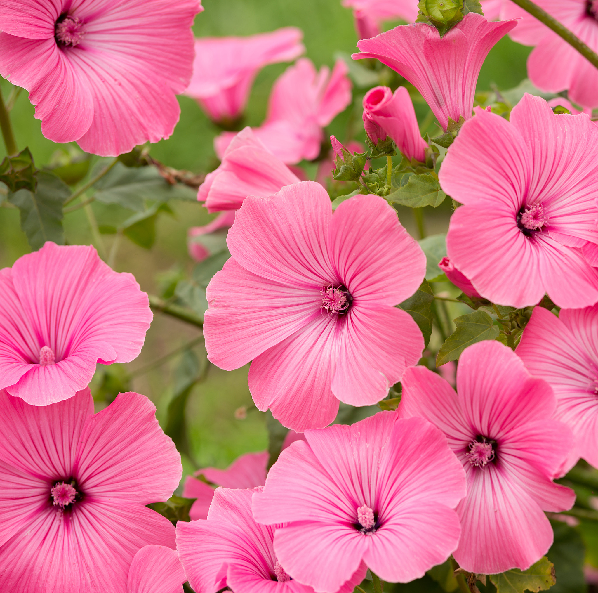 Flowers Lavatera trimestris
