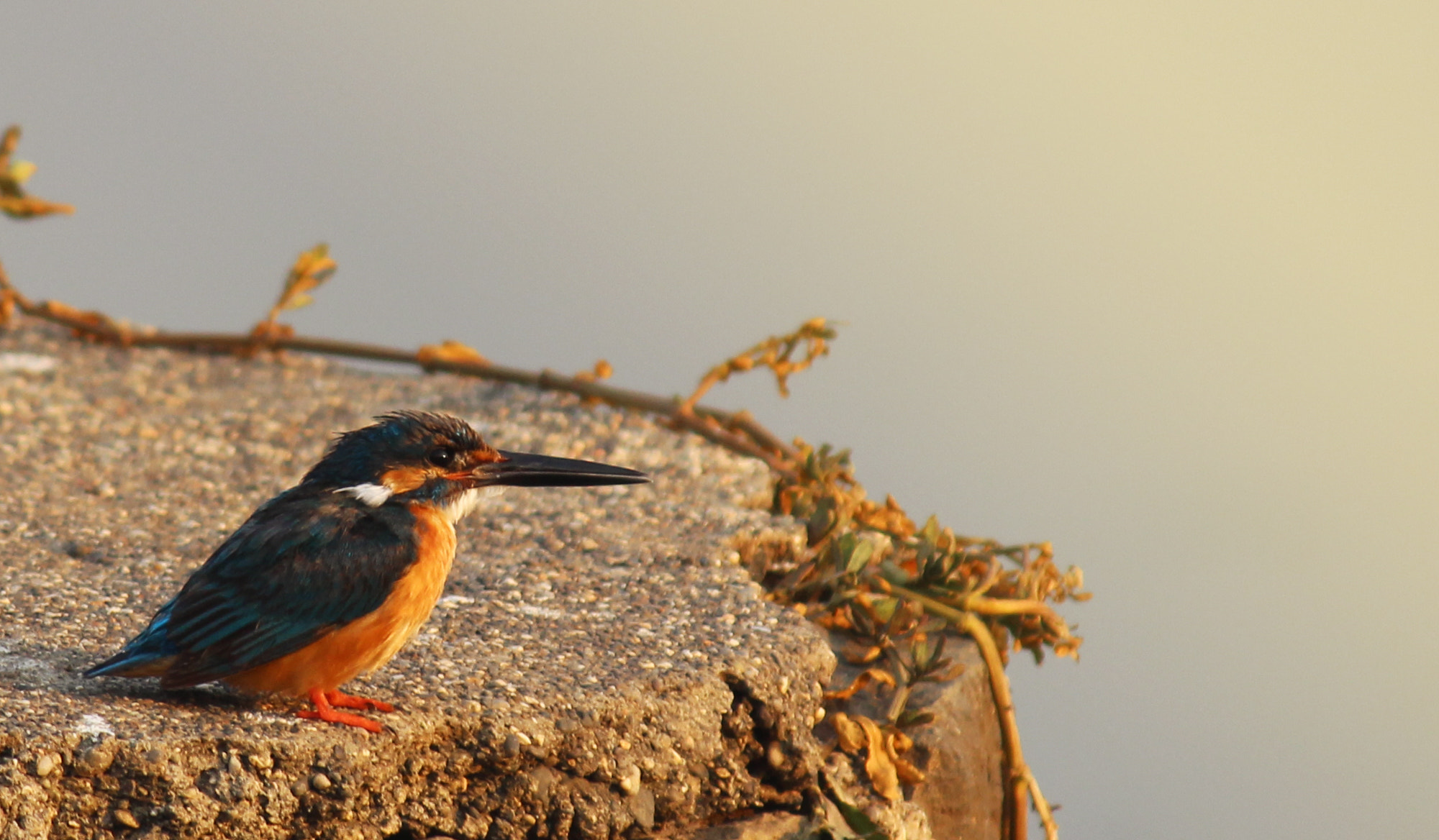 The Kingfisher