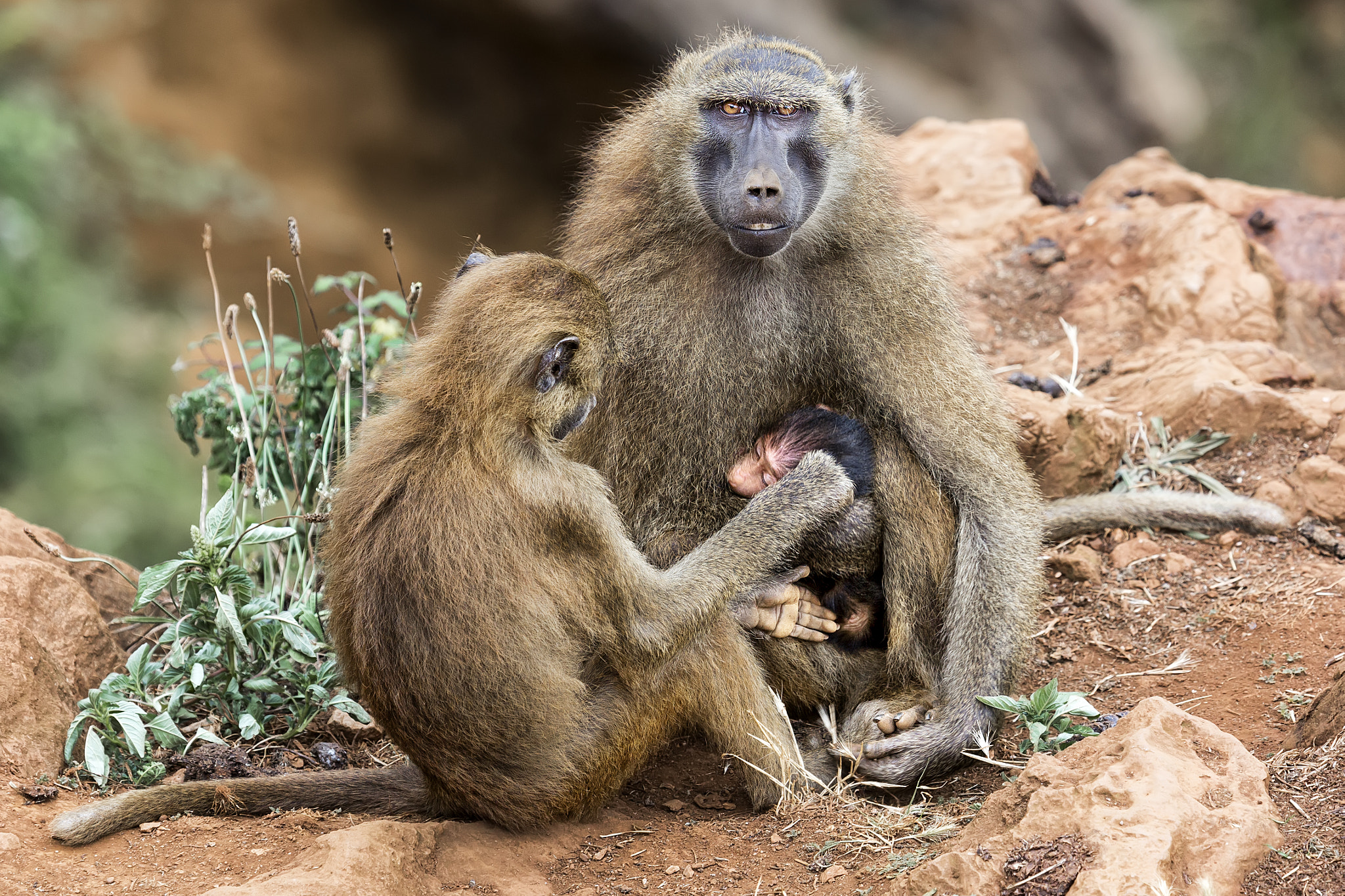 Family scene