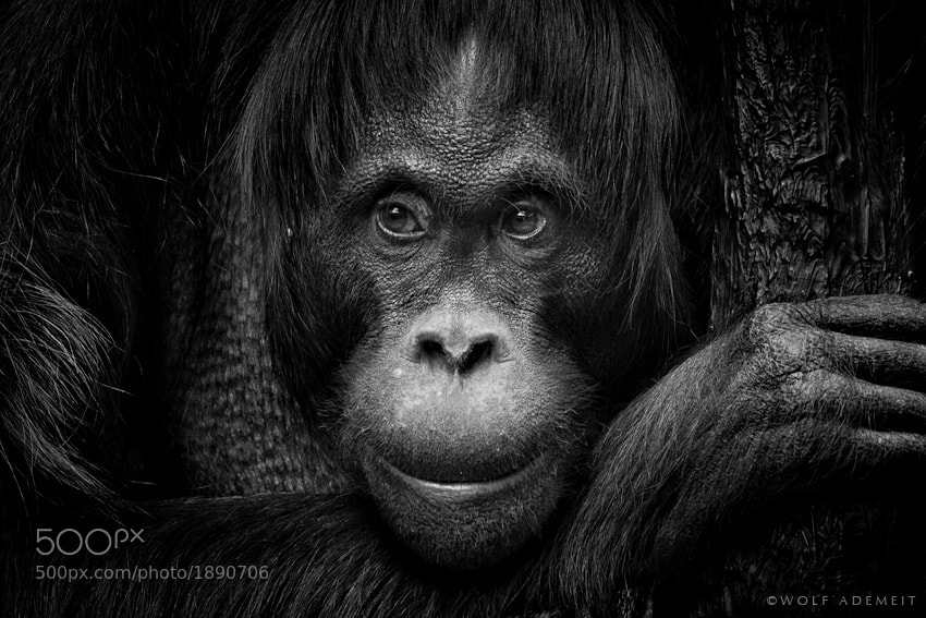 8 orangutan