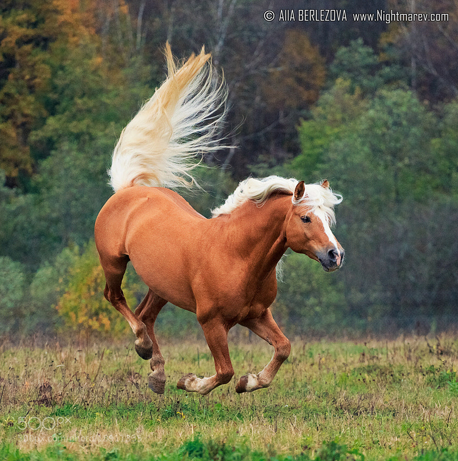 Good Mood by Alla Berlezova