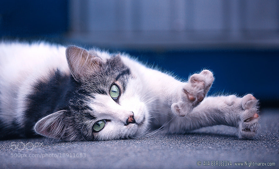 Good Morning by Alla Berlezova