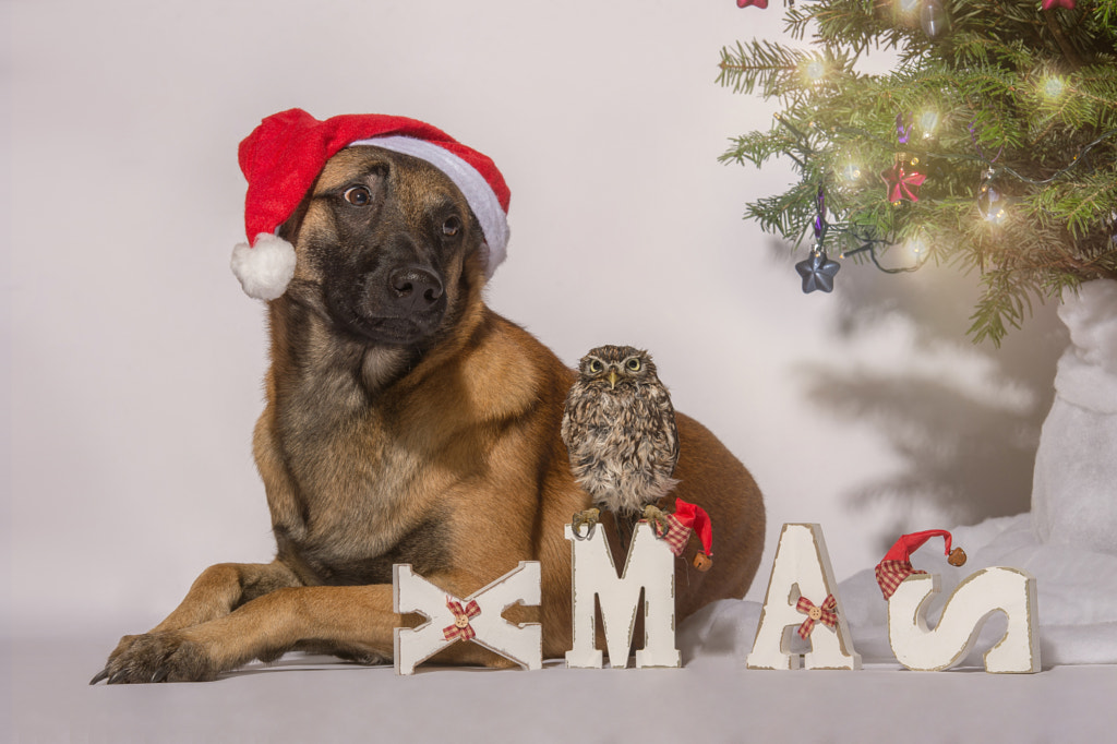 X-Mas by Tanja Brandt on 500px.com