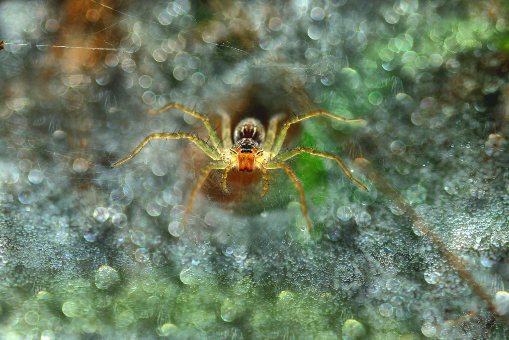 Spider, Bokeh by Muhammad Roem on 500px.com