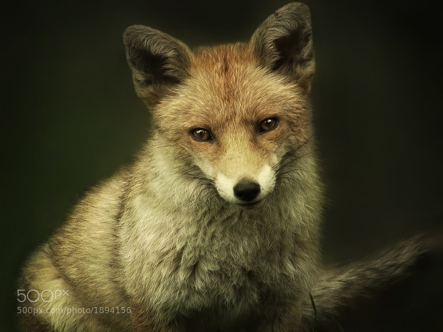 Photograph A Garden Visitor by Jenny Woodward on 500px