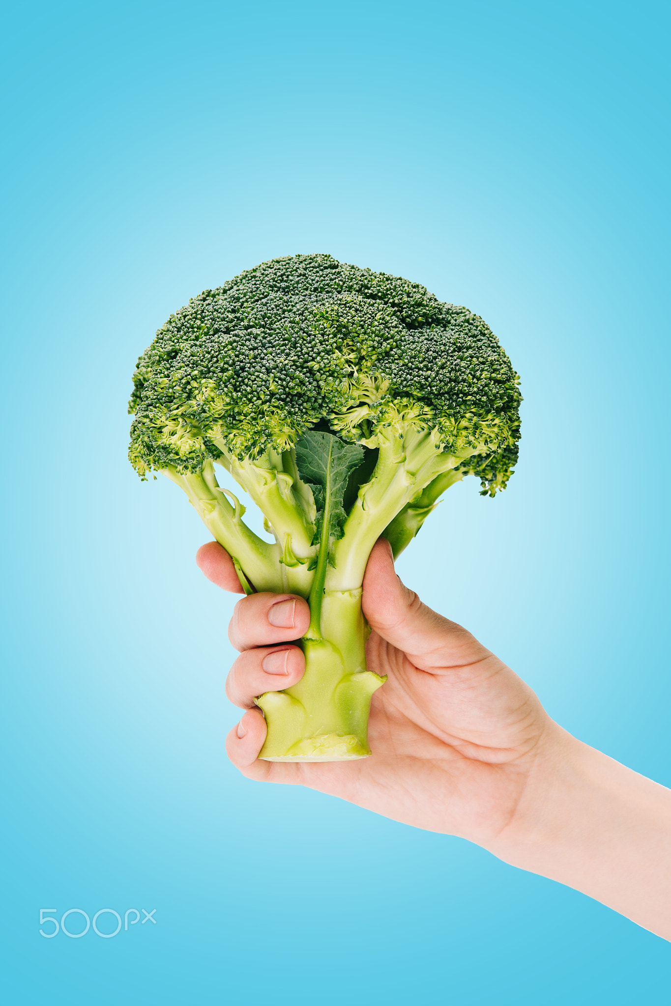 Hand holding huge broccoli