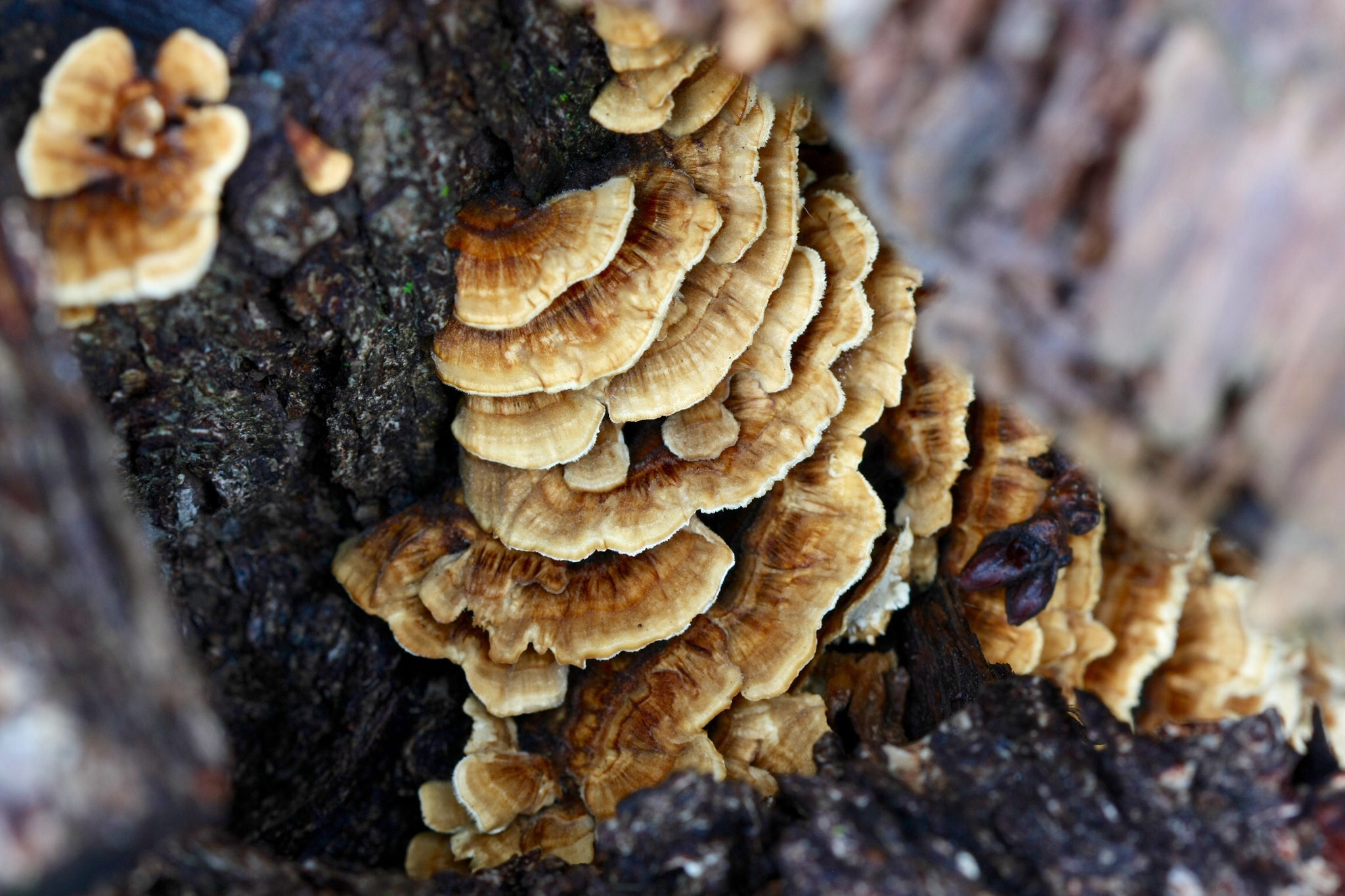 v2?sig=8d7da87b2e30ed5575ff7d980f225dc297d84ba5e2a426083f4feb5879542d35