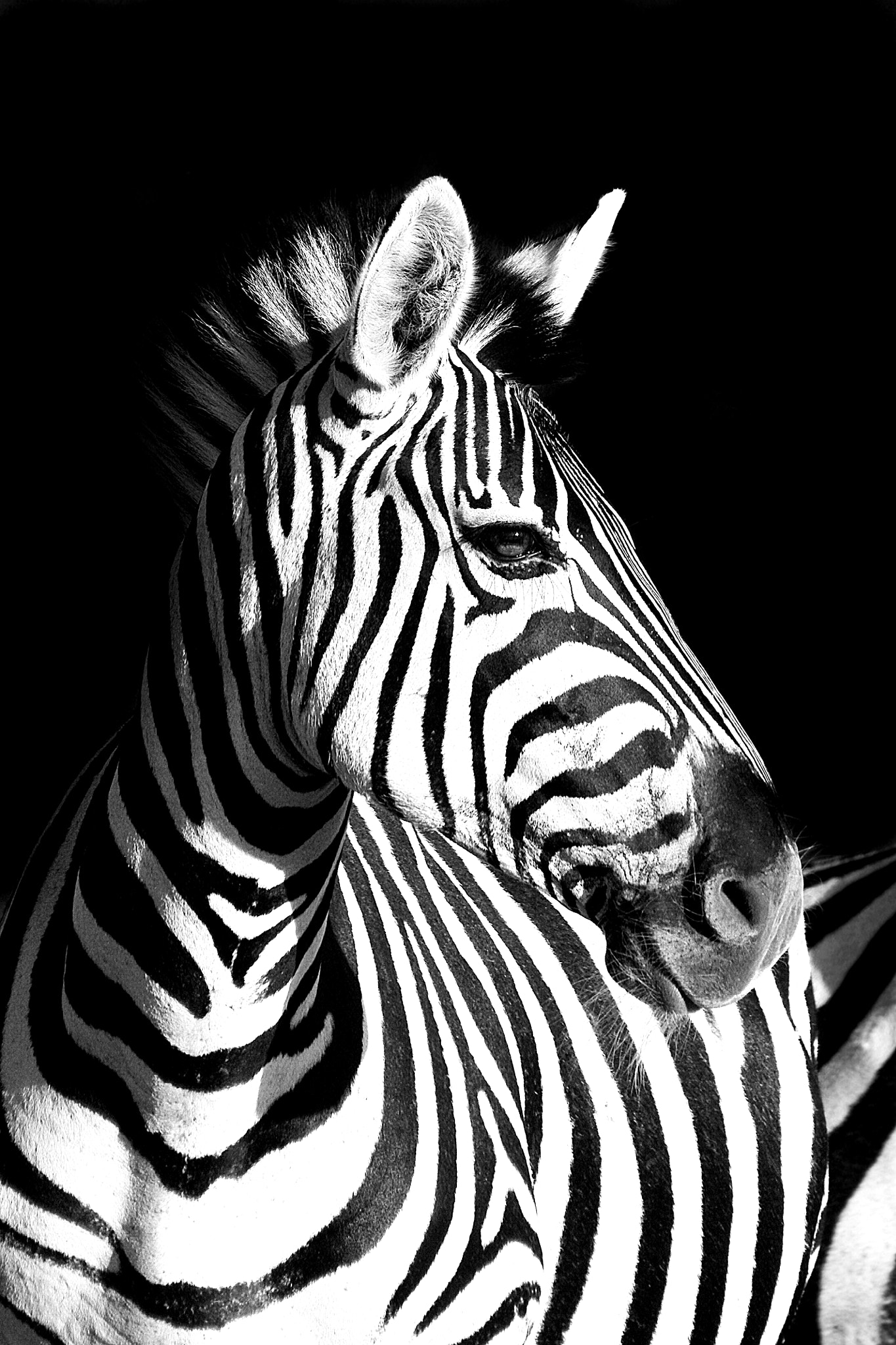 Zebra