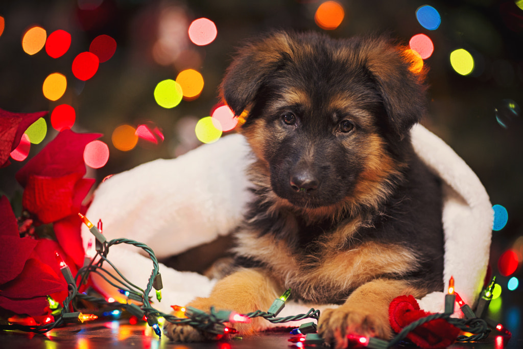 Santa Pup by Kristin Castenschiold on 500px.com