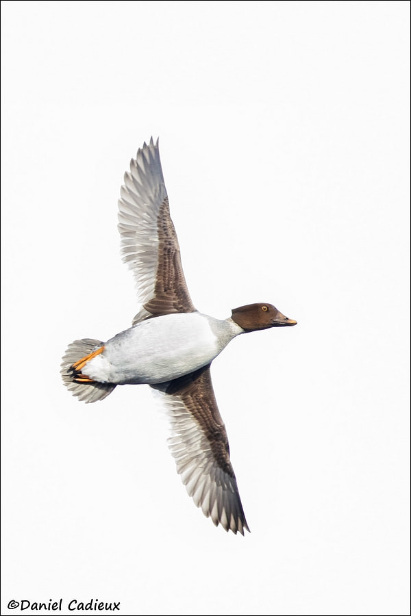 Female Common Goldeneye.