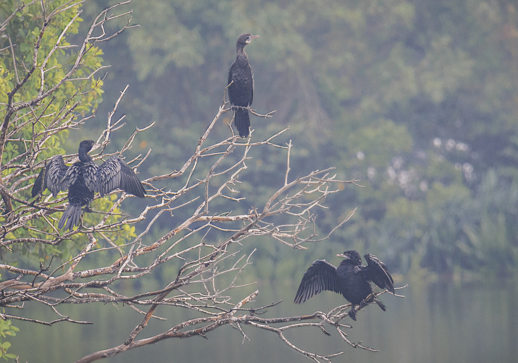 Little Cormorants, Diyawanna Oya, Sri Lanka by Son of the Morning Light on 500px.com