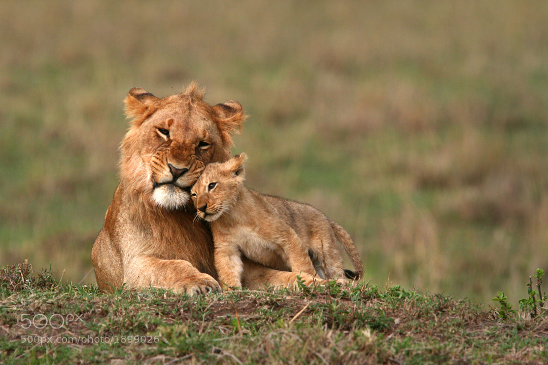 Young Lions by Nick Constantinou