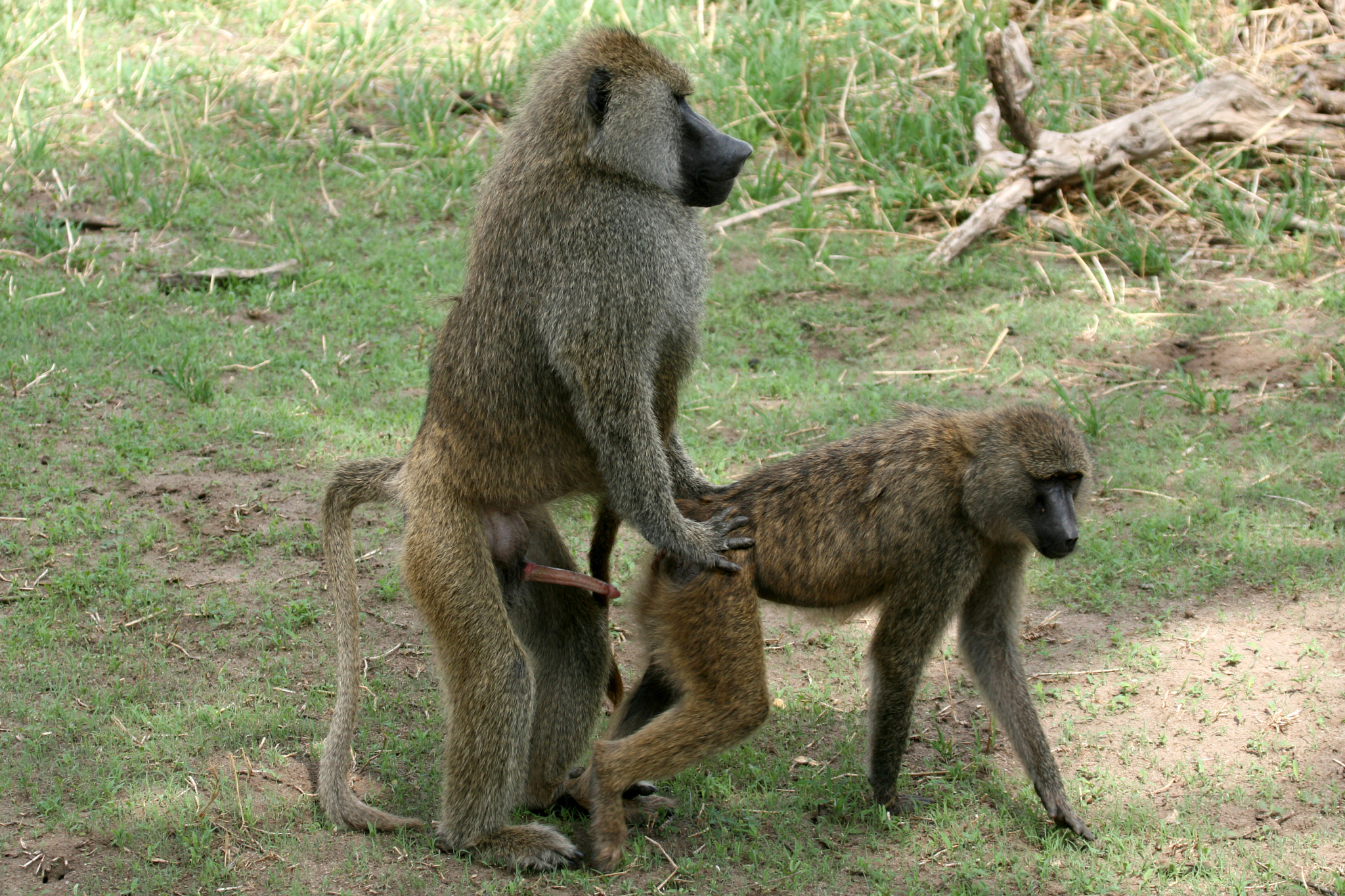 Baboon Mating -  Tanzania, Africa
