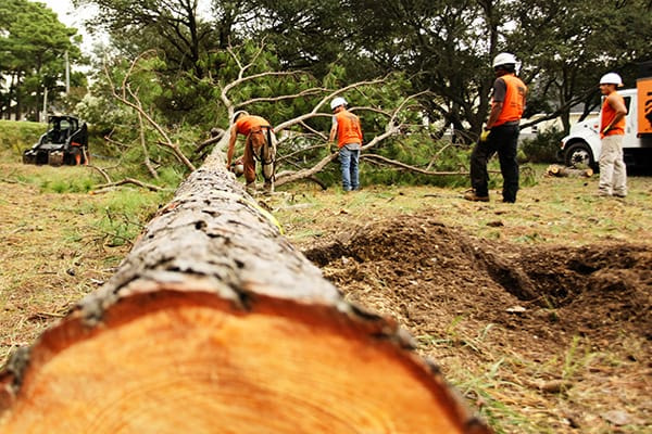 Franconia Tree Removal Services