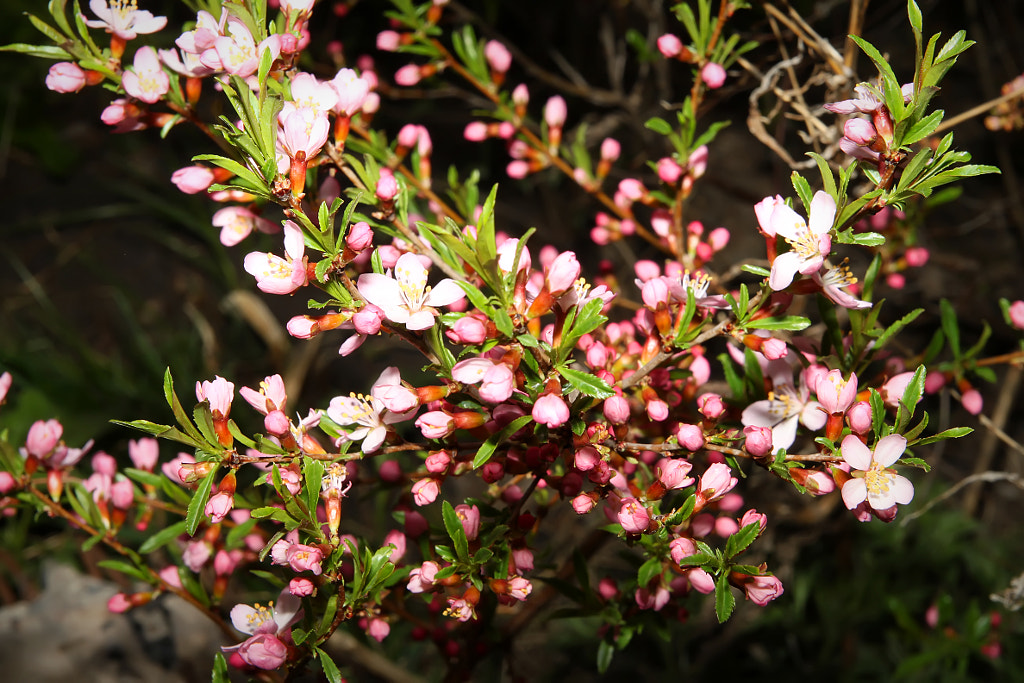 flowering almonds, автор — Nick Patrin на 500px.com