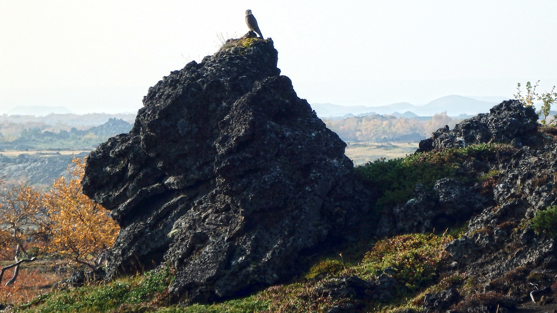 Olympus SZ-16,DZ-105 sample photo. Gyrfalcon at dimmuborgir, mývatn, iceland photography