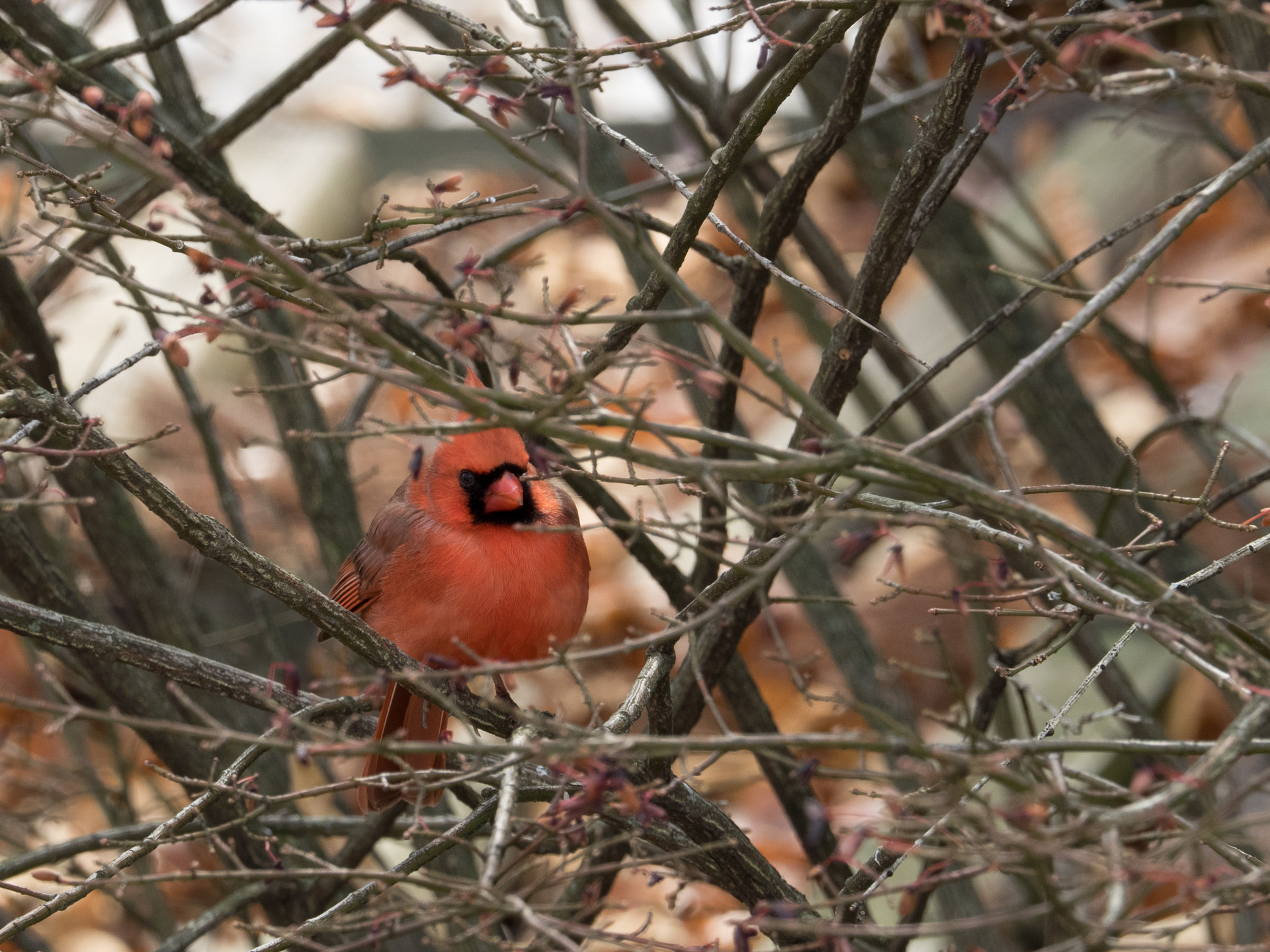 Olympus OM-D E-M1 + Olympus M.Zuiko Digital ED 40-150mm F2.8 Pro sample photo. Birds_pa_20161213_8313.jpg photography