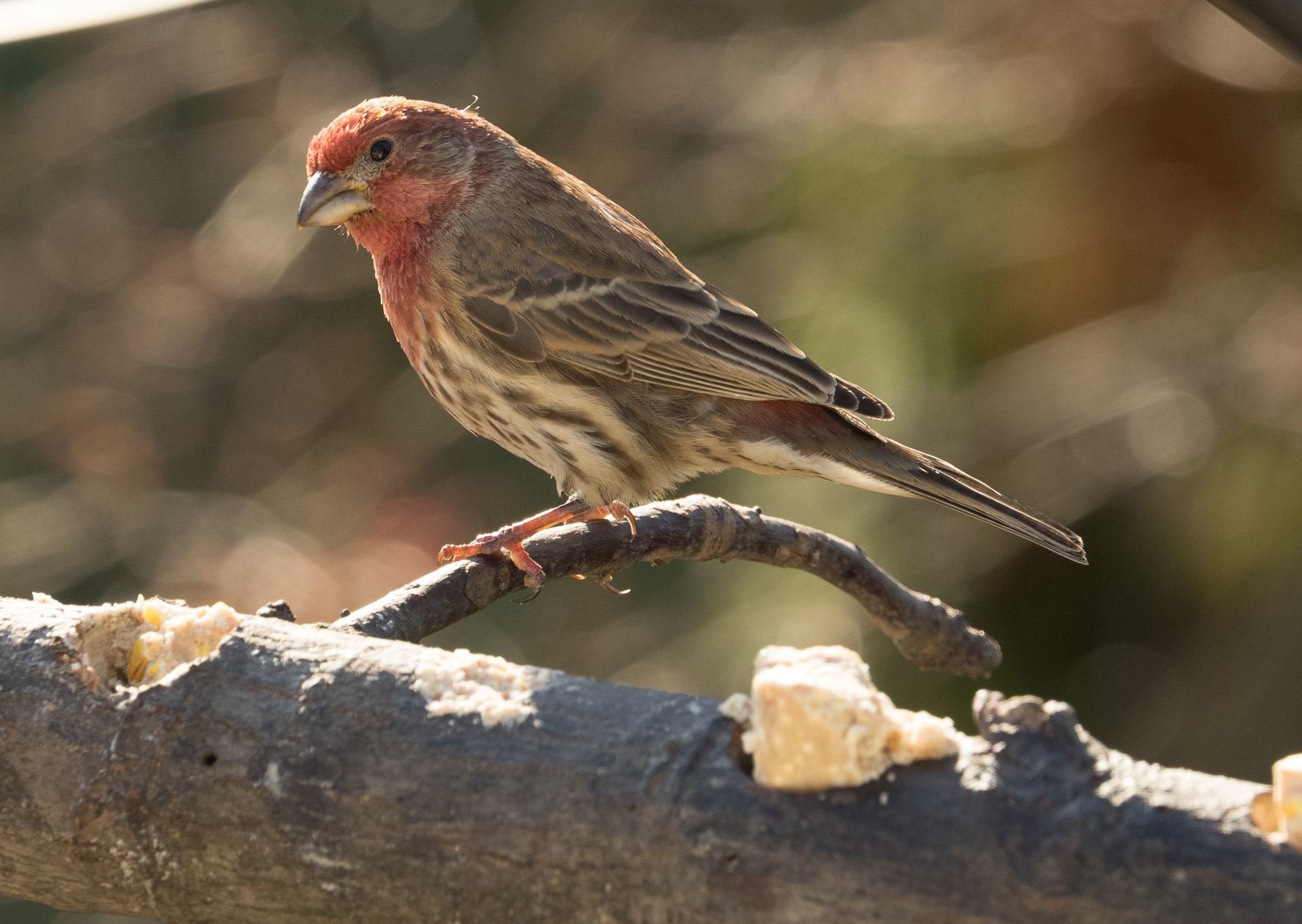 Olympus OM-D E-M1 + Olympus M.Zuiko Digital ED 40-150mm F2.8 Pro sample photo. Birds_pa_20161214_8333.jpg photography