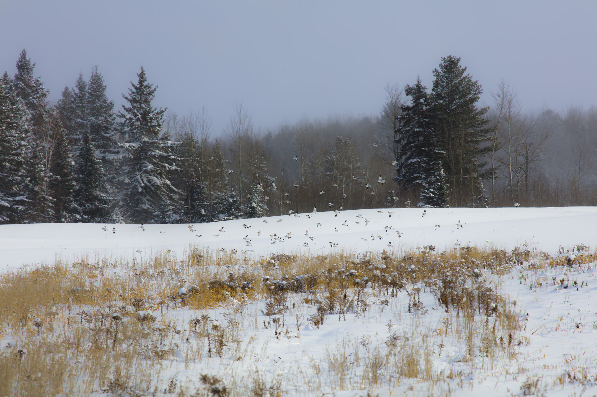 Canon EF 70-300mm F4-5.6L IS USM sample photo. The beauty of a flock of snow buntings photography