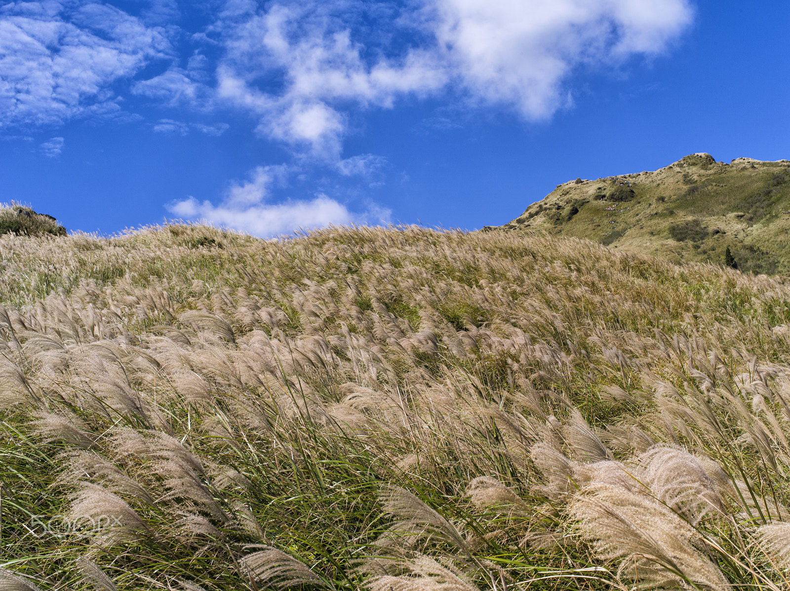 Pentax 645D sample photo. 草山芒草 photography