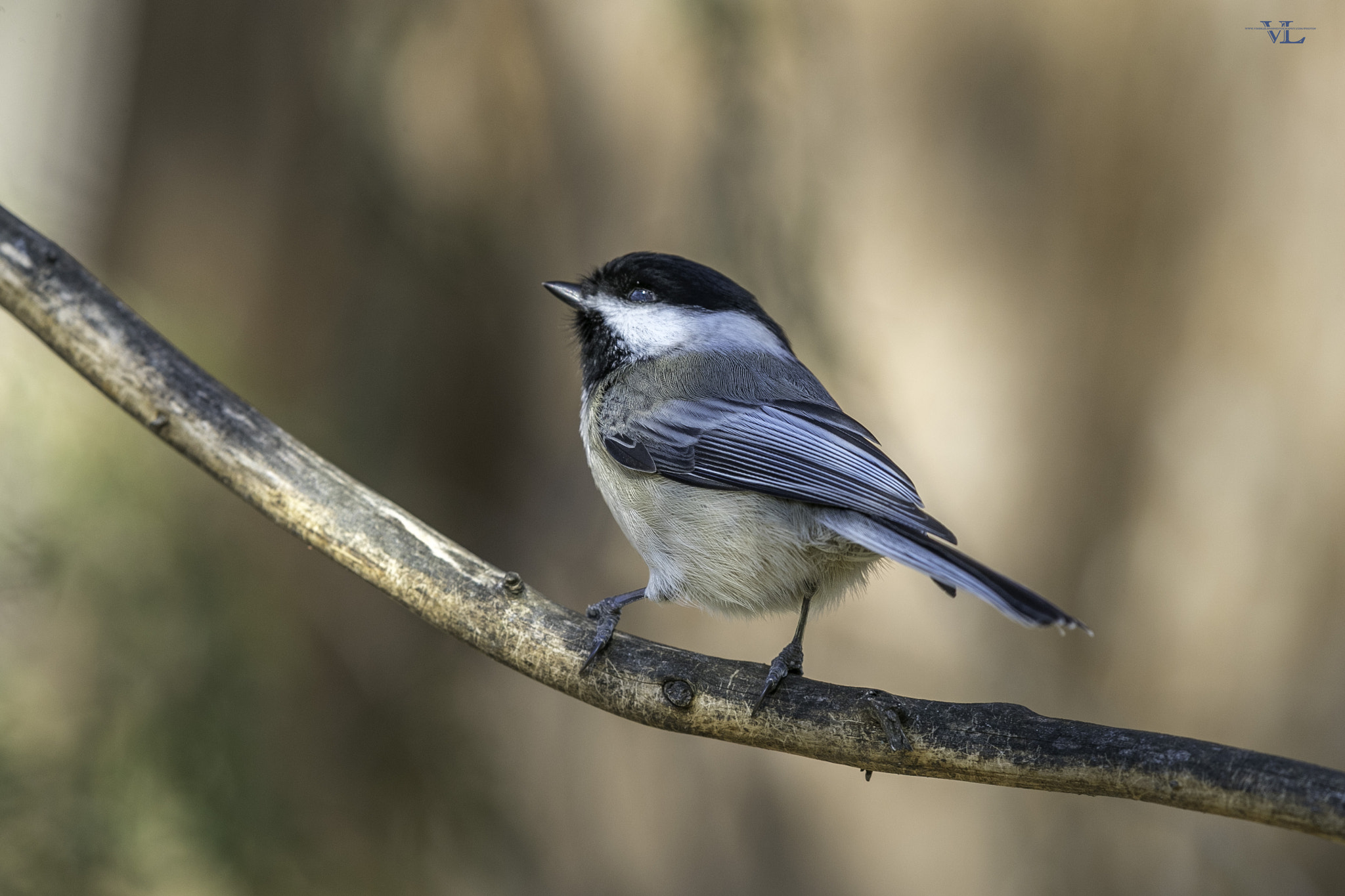 Canon EF 600mm F4L IS II USM sample photo. G photography