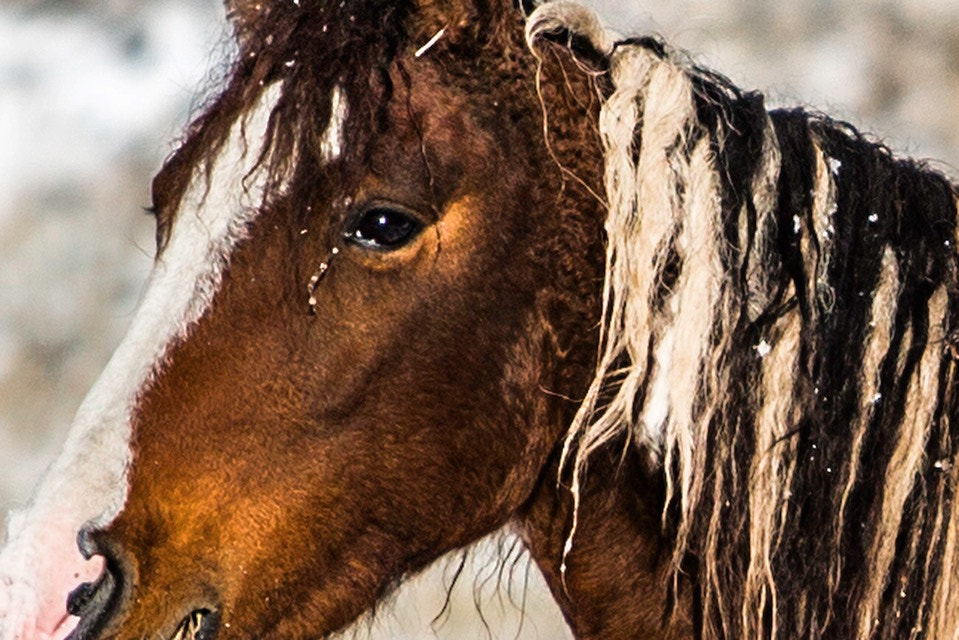 Canon EF 70-200mm F2.8L USM sample photo. Surviving the cold photography