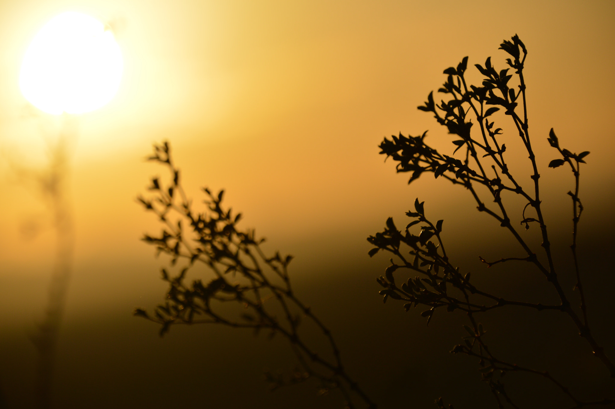 Nikon D3200 sample photo. Plant in sunset photography