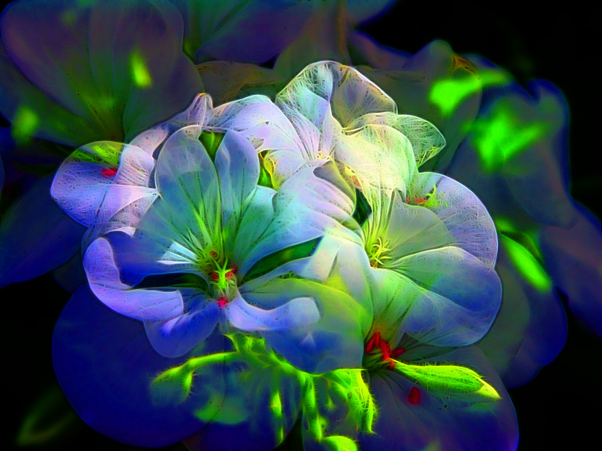 KONICA MINOLTA DiMAGE A200 sample photo. Flower merge 3 photography