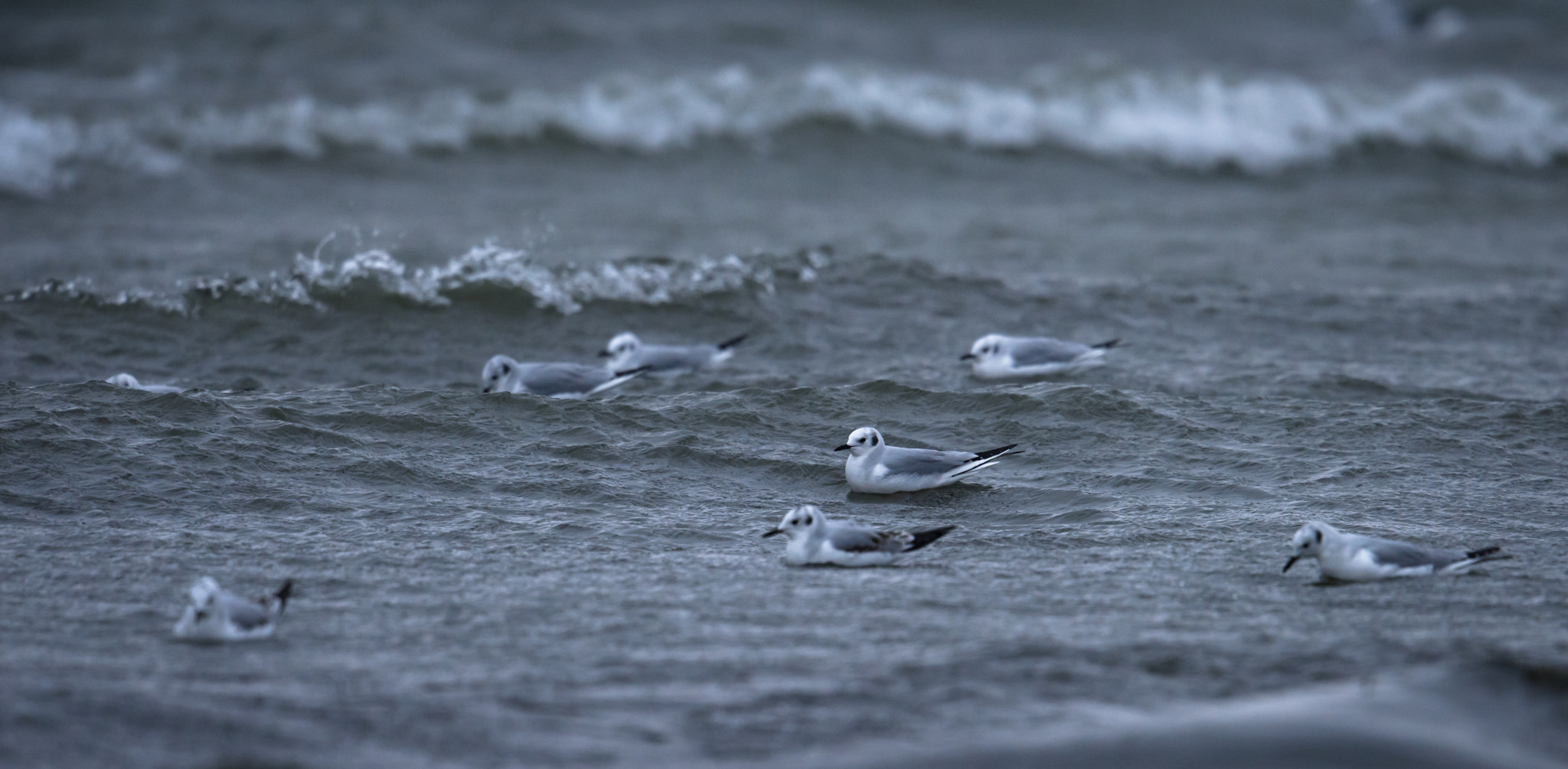 Nikon AF-S Nikkor 500mm F4E FL ED VR sample photo. Bonapartes gulls on a cold windy day photography