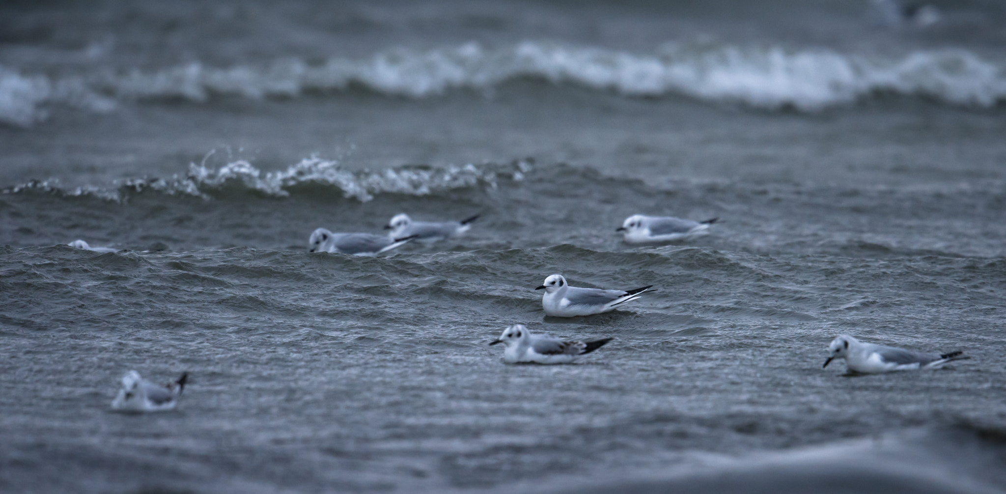 Nikon D810 + Nikon AF-S Nikkor 500mm F4E FL ED VR sample photo. Bonapartes gulls on a cold windy day photography