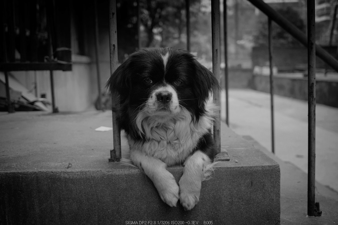 Sigma DP2 sample photo. “huahua” photography