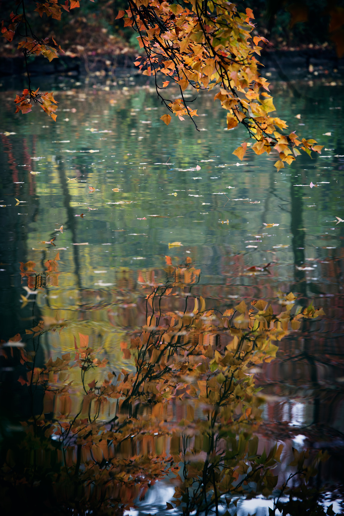 Nikon Df sample photo. Autumn leaves by the lake photography