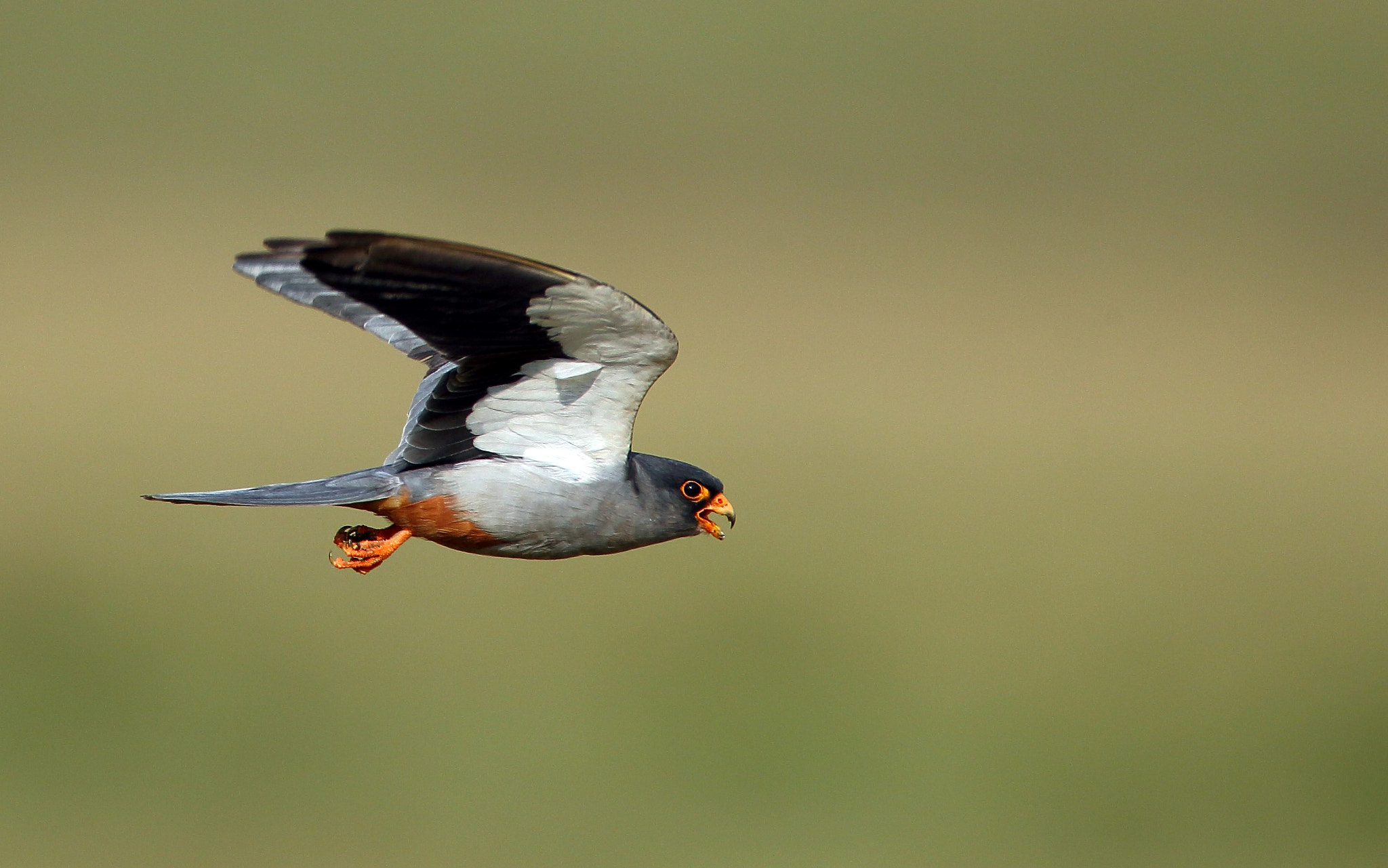 Canon EF 600mm F4L IS USM sample photo. Amur falcon photography