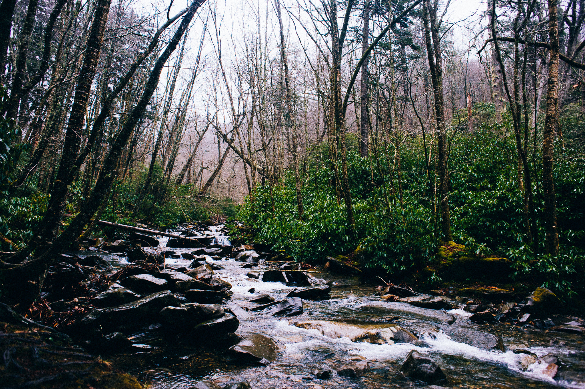 Nikon D700 + Nikon AF Nikkor 24mm F2.8D sample photo. I drank the river photography
